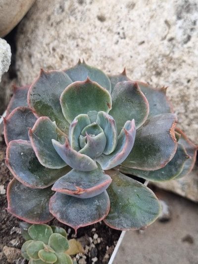 Echeveria Rob Roy