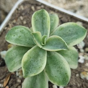 Graptoveria Fred Ives variegata