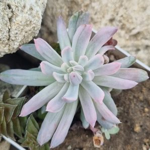 Pachyveria Scheideckeri var