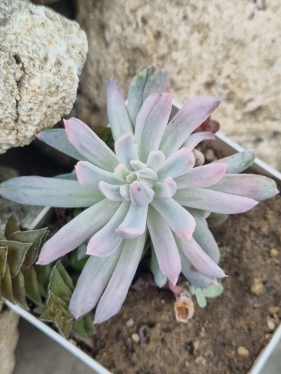Pachyveria Scheideckeri var
