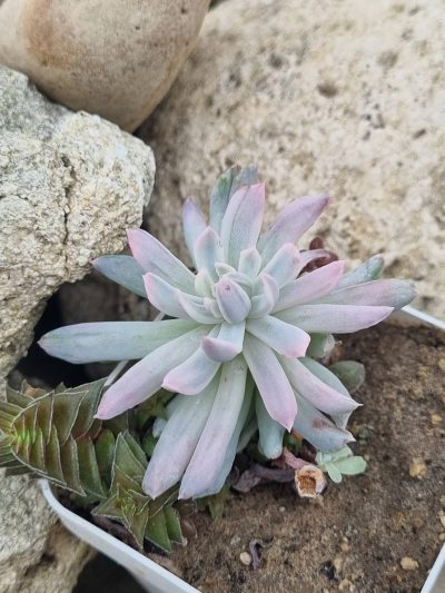 Pachyveria Scheideckeri var - Зображення 2