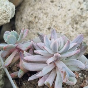 Pachyveria Scheideckeri var