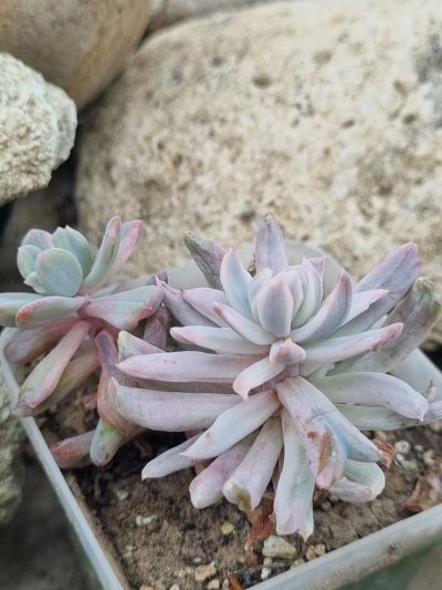 Pachyveria Scheideckeri var