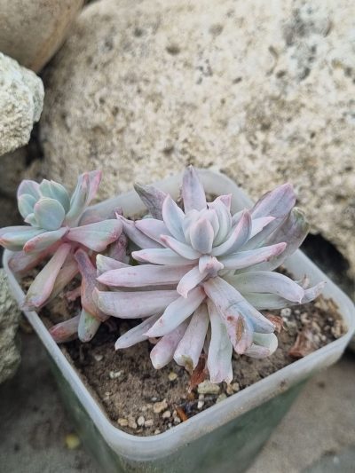 Pachyveria Scheideckeri var - Зображення 2