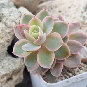 Echeveria Pink Vera var
