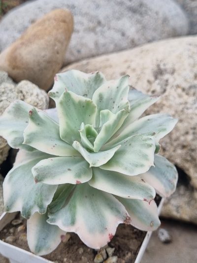 Echeveria Japan Moon River var - Зображення 2