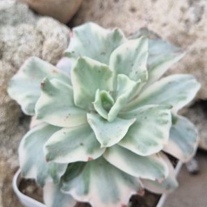 Echeveria Japan Moon River var