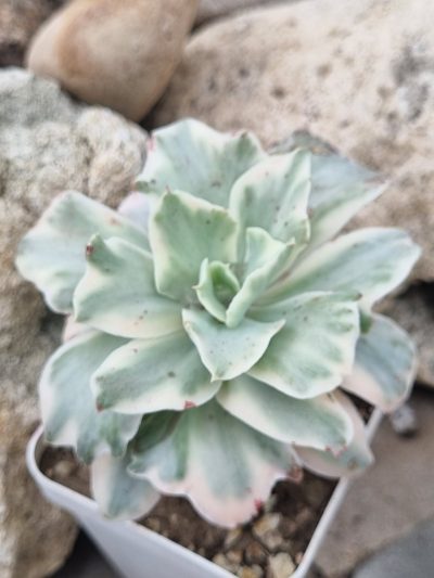 Echeveria Japan Moon River var