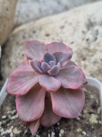 Echeveria Mrs Richards var - Зображення 2