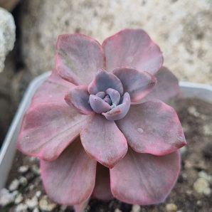 Echeveria Mrs Richards var