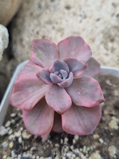 Echeveria Mrs Richards var