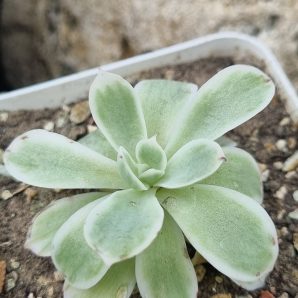 Echeveria Lemon rose var