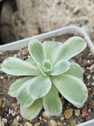 Echeveria Lemon rose var