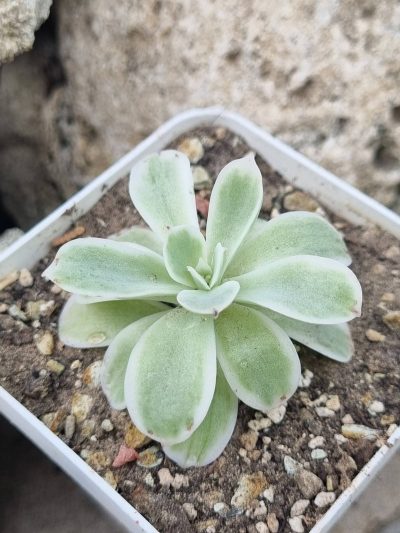 Echeveria Lemon rose var - Зображення 2
