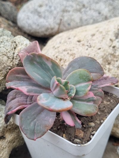 Echeveria Berserk variegata - Зображення 3