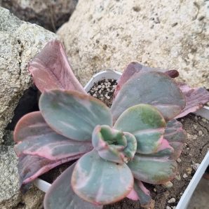 Echeveria Berserk variegata