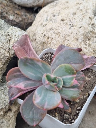 Echeveria Berserk variegata