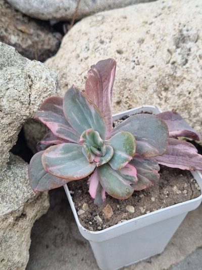 Echeveria Berserk variegata - Зображення 2
