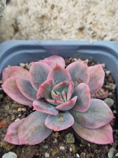 Echeveria Luella var