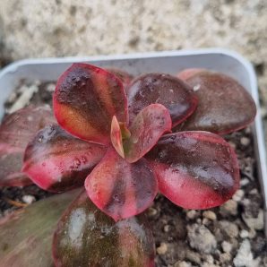 Echeveria Primadonna var