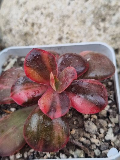 Echeveria Primadonna var