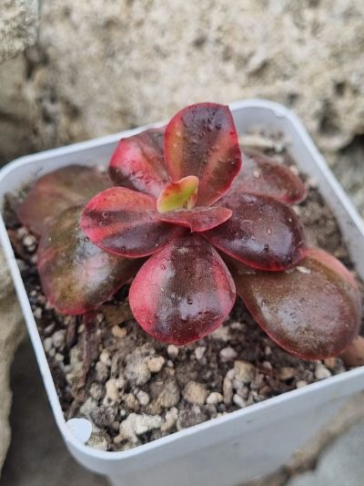 Echeveria Primadonna var - Зображення 2
