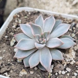 Echeveria Blood Moon variegated