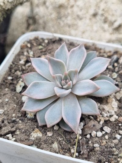 Echeveria Blood Moon variegated