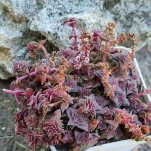 Crassula corymbulosa