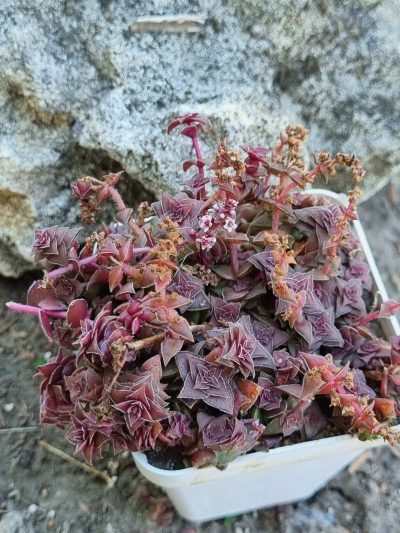 Crassula corymbulosa