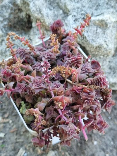 Crassula corymbulosa - Зображення 2