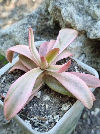 Crassula Campfire var - Зображення 2