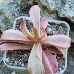Crassula Campfire var