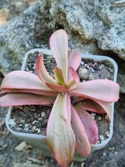 Crassula Campfire var