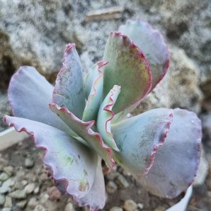 Cotyledon undulata cv Red