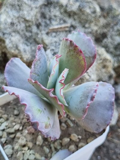 Cotyledon undulata cv Red