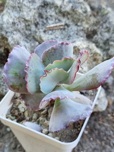 Cotyledon undulata cv Red - Зображення 2