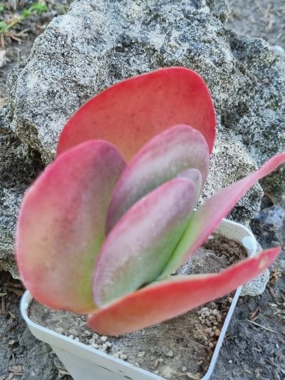 Kalanchoe Thyrsiflora - Зображення 2