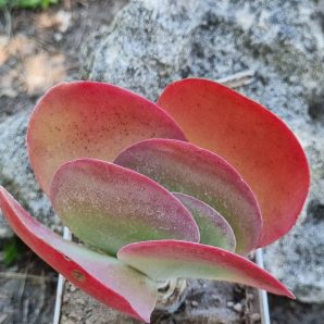 Kalanchoe Thyrsiflora