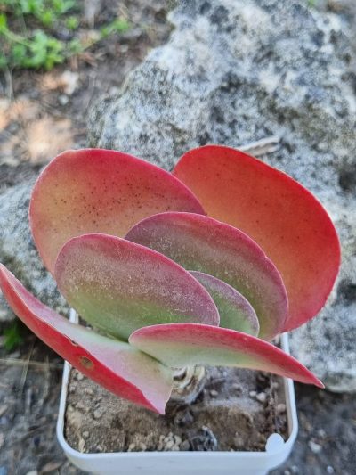 Kalanchoe Thyrsiflora