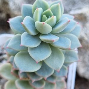 Echeveria Gungekkan