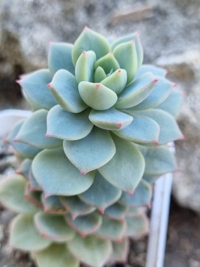 Echeveria Gungekkan