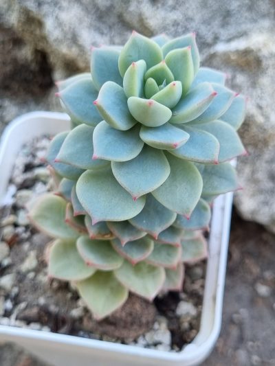 Echeveria Gungekkan - Зображення 2