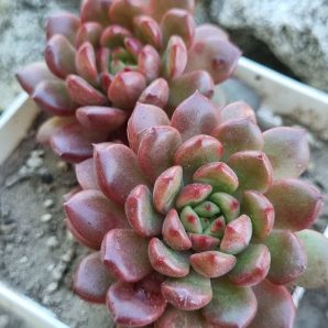 Echeveria Pink ruby