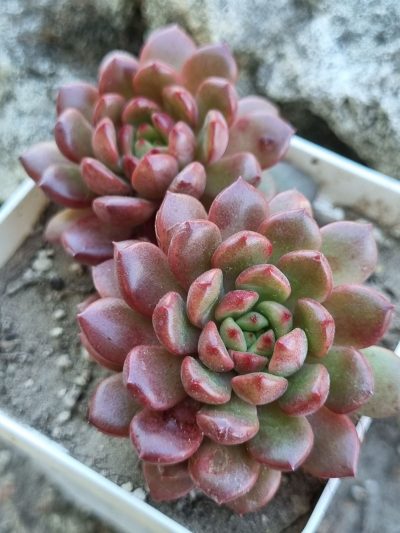 Echeveria Pink ruby