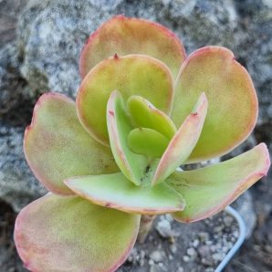 Echeveria Peach pride