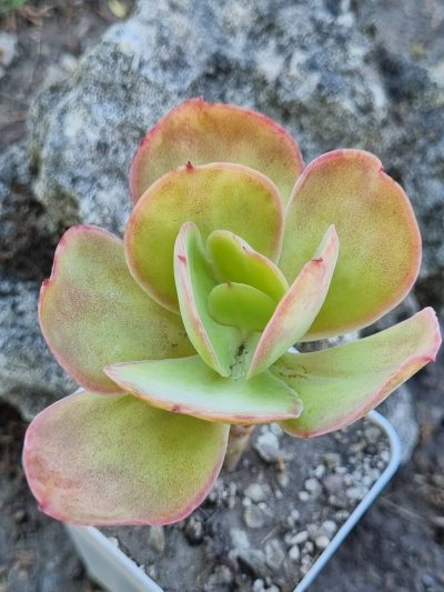 Echeveria Peach pride