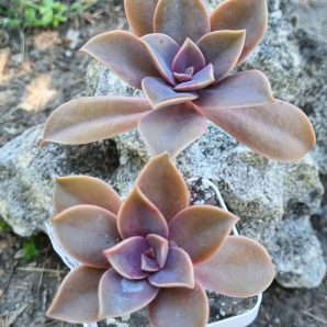Echeveria Fred Ives