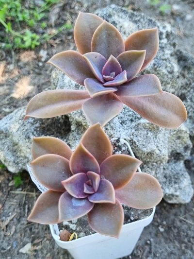 Echeveria Fred Ives
