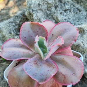Echeveria Mauna Loa Korean